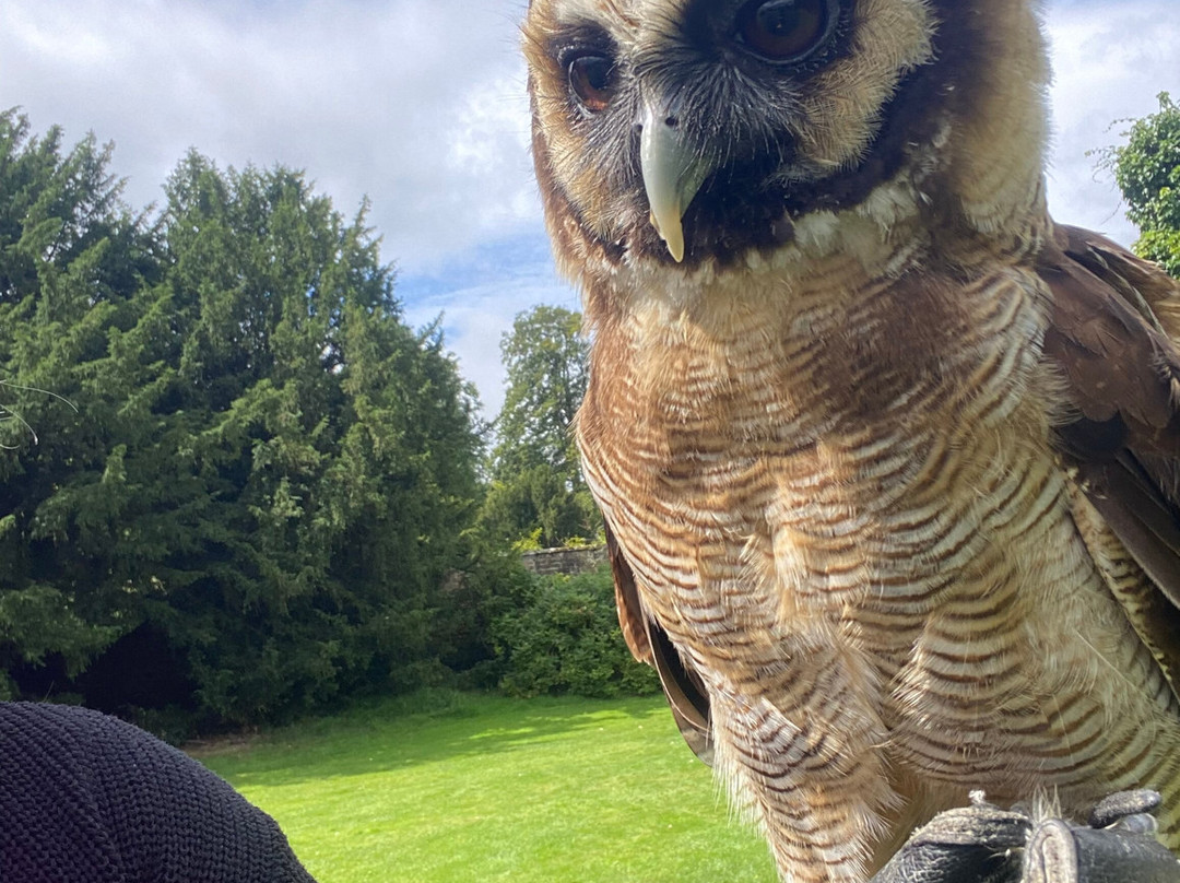 Swinton Park Birds of Prey景点图片