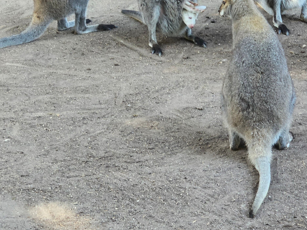 Le Parc Myocastors景点图片