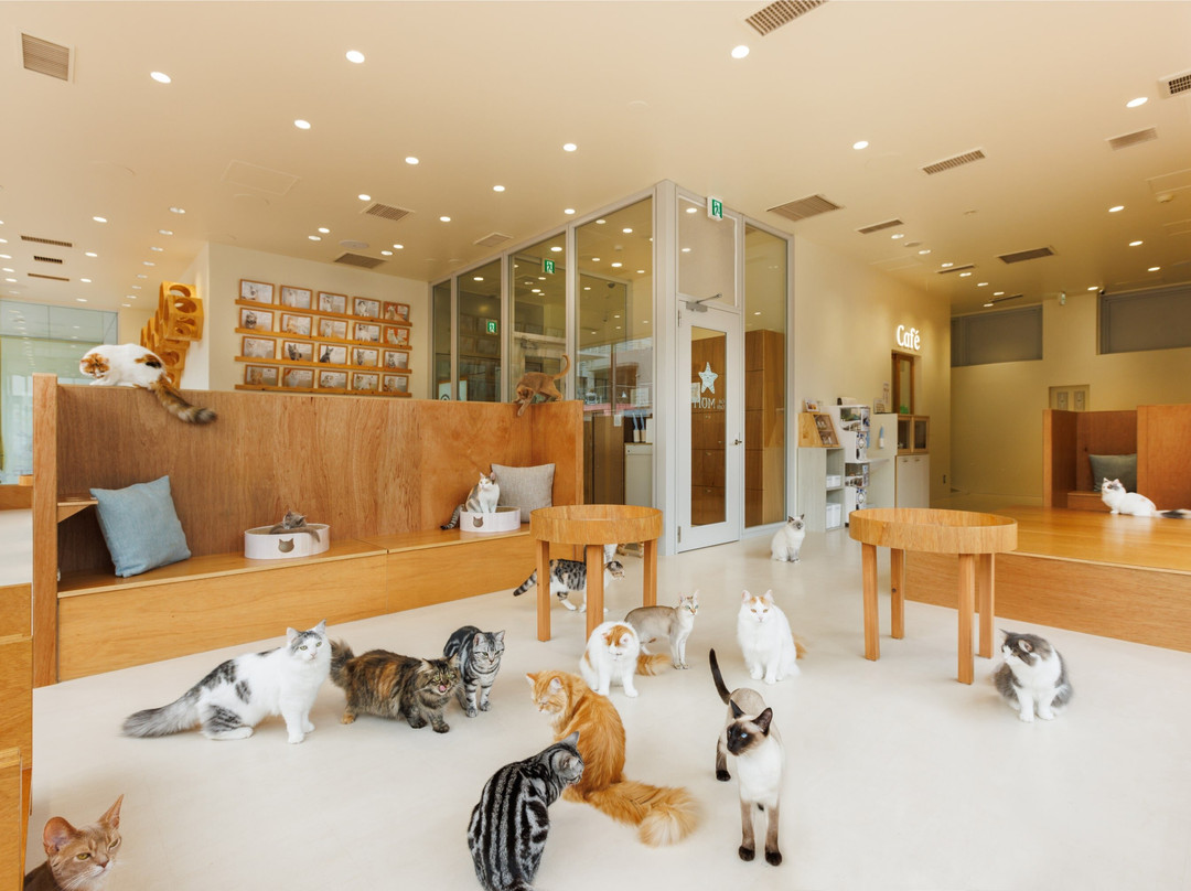 Cat Café Moff Iias Okinawa Toyosaki景点图片