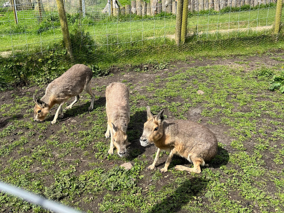 Errigal View Pet Farm景点图片