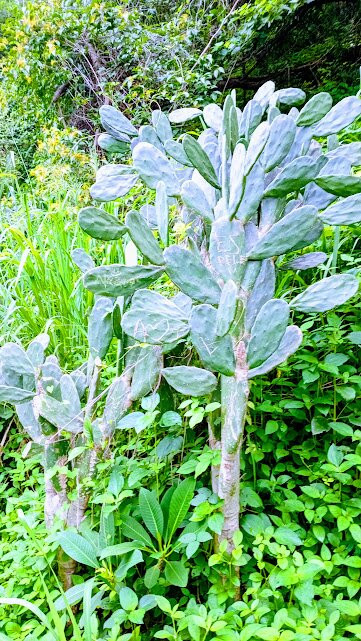Angono Petroglyphs-比南格南 必去景点