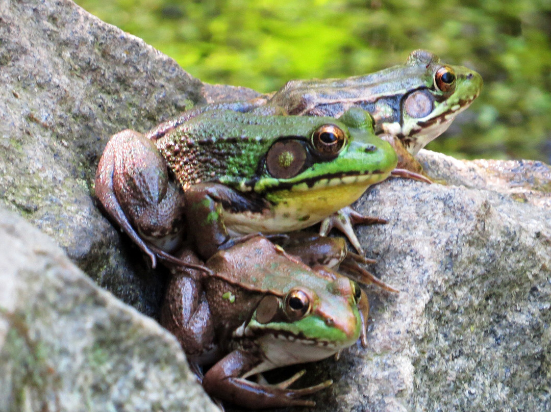 Scherman Hoffman Wildlife Sanctuary景点图片