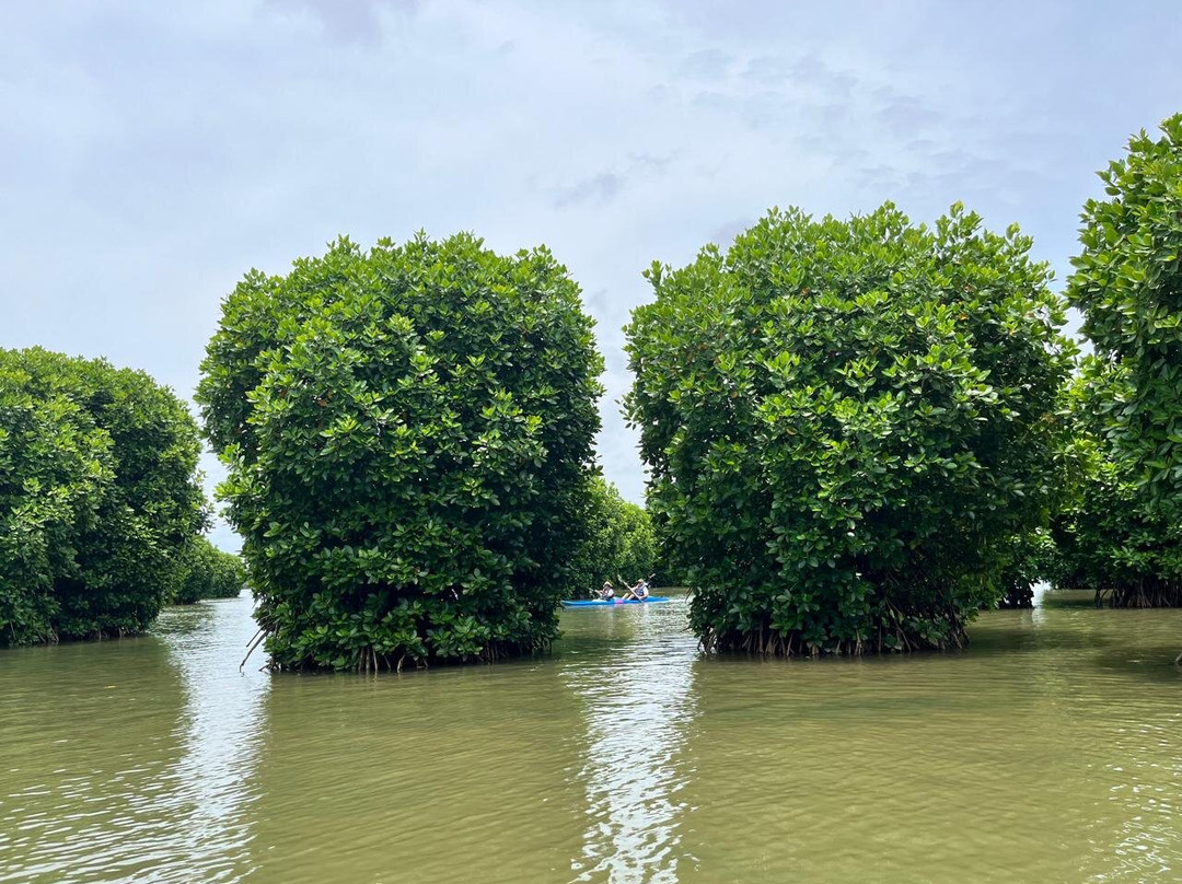 Mangrove vibes景点图片