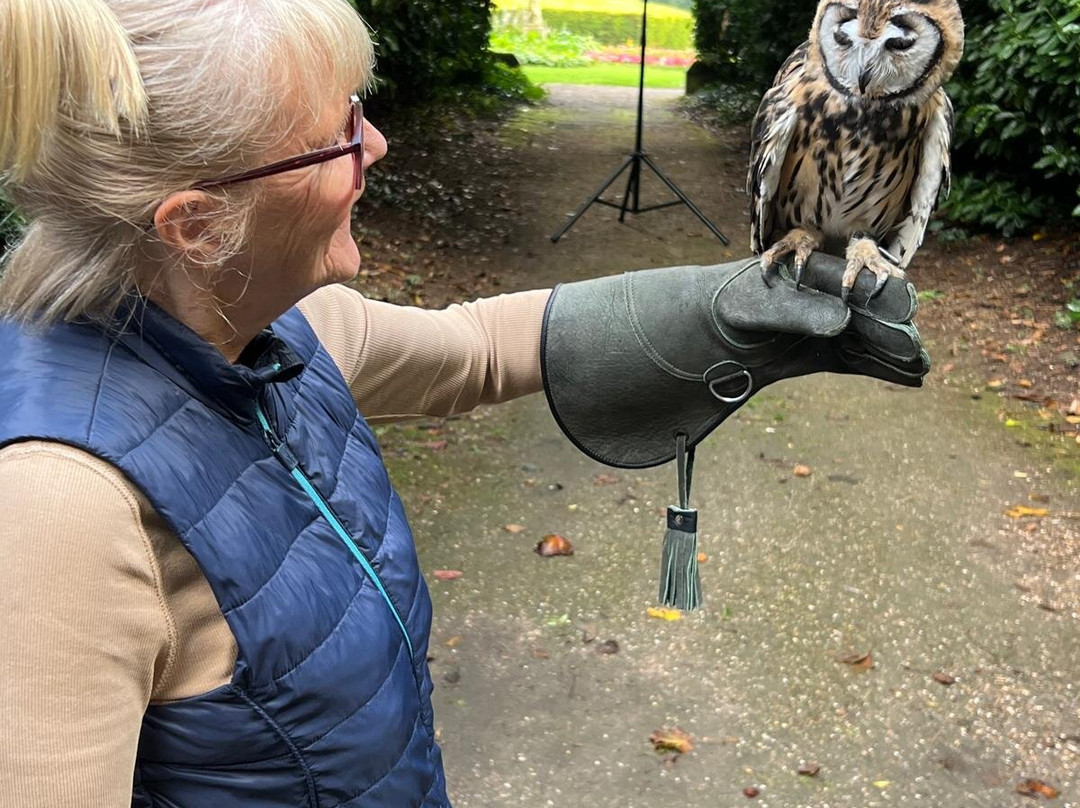 Bird of Prey Experiences - Hawkeye Falconry UK景点图片