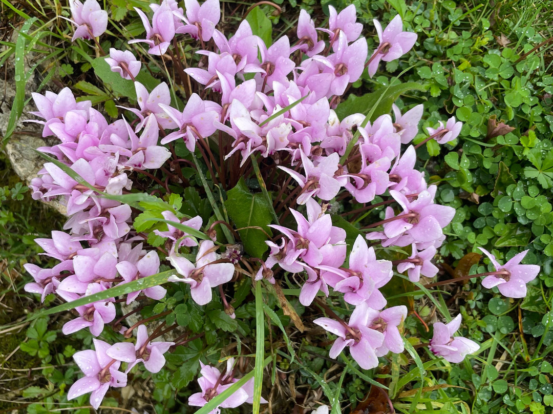 Château De Cibioux主图