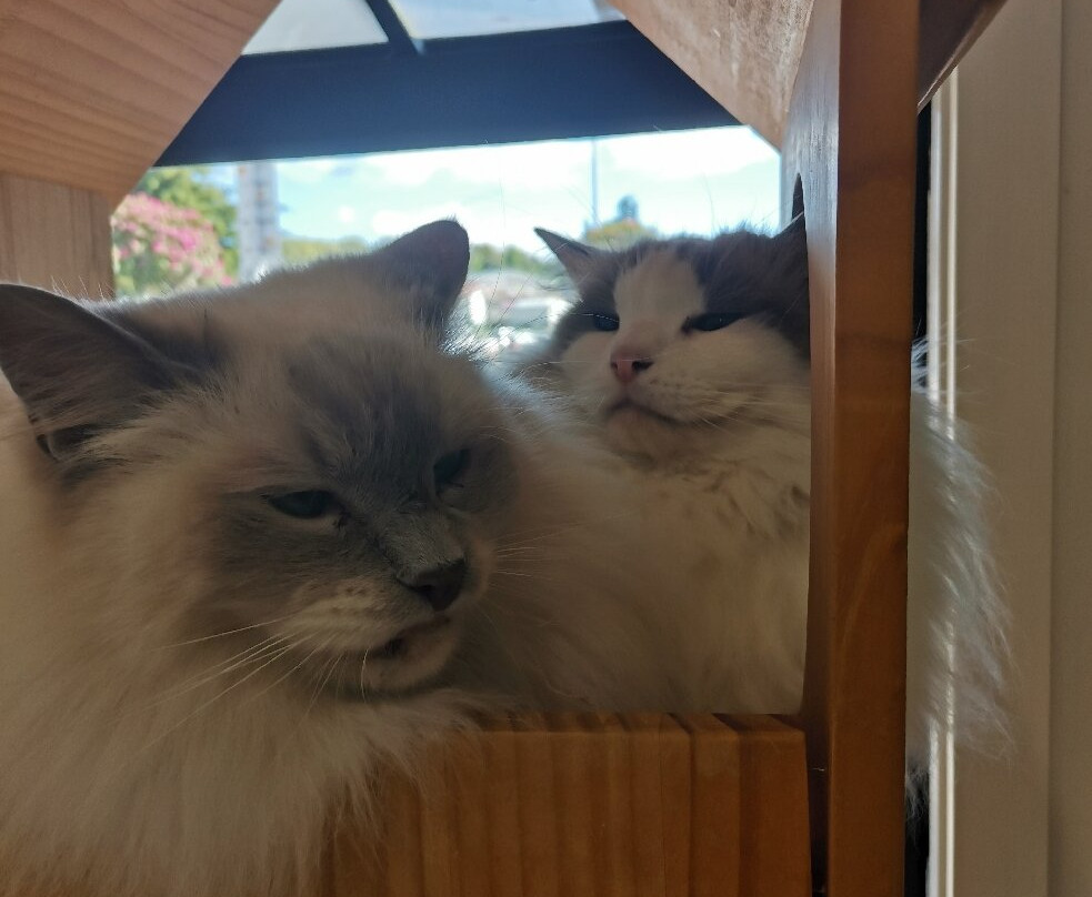 Fancy Meow Cat Cafe-罗托鲁瓦必去景点