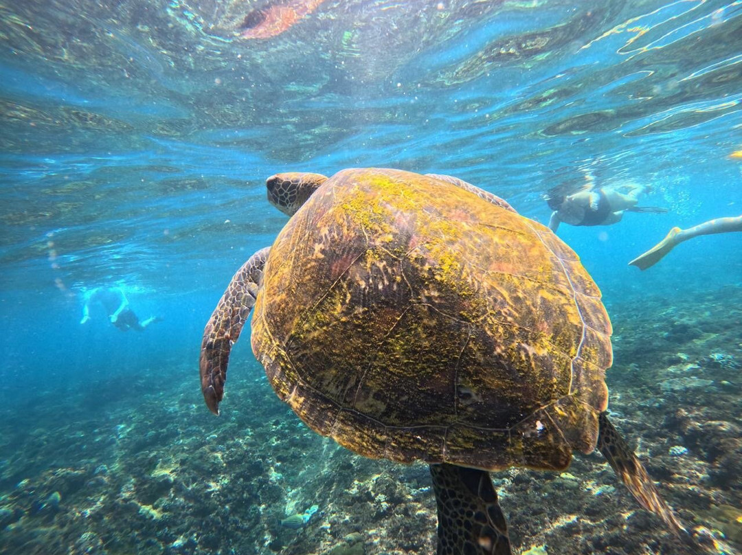 Nicky Blue Star boat trip Lembongan
