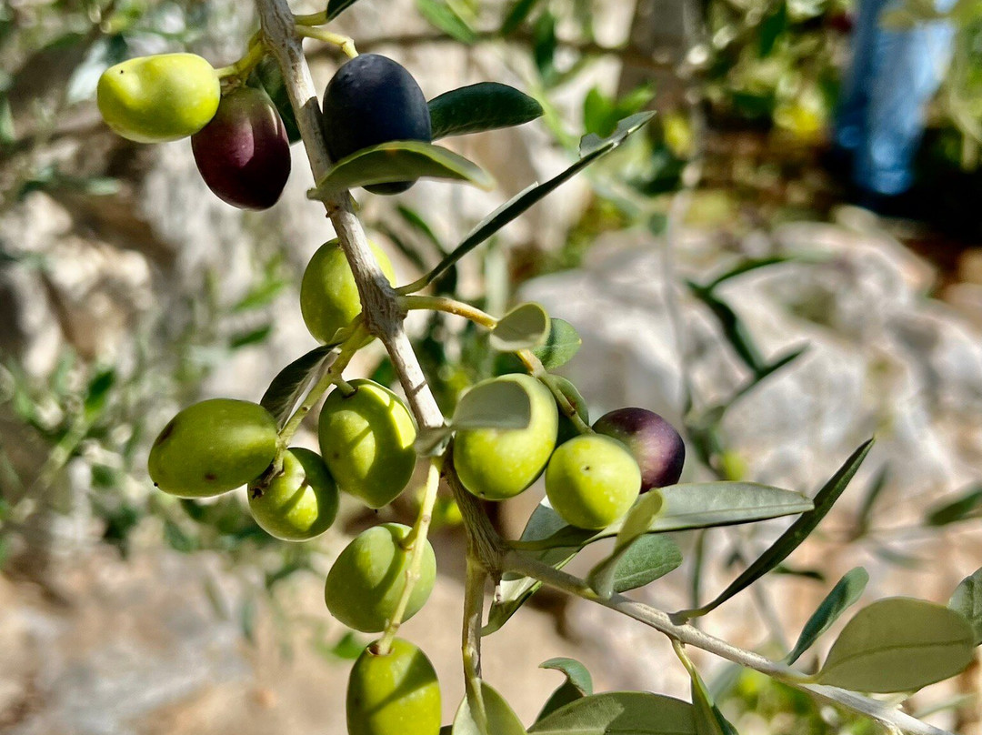 Masseria Palombara Grande主图