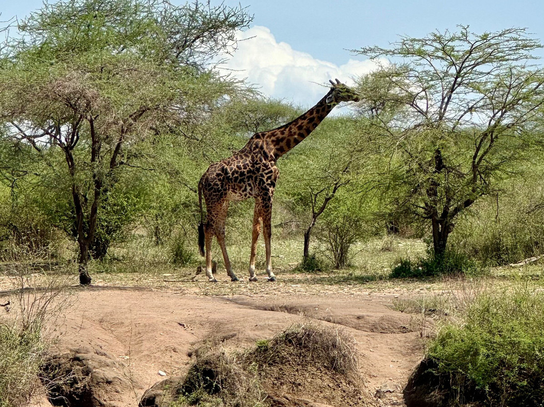 Mwewe Expeditions景点图片