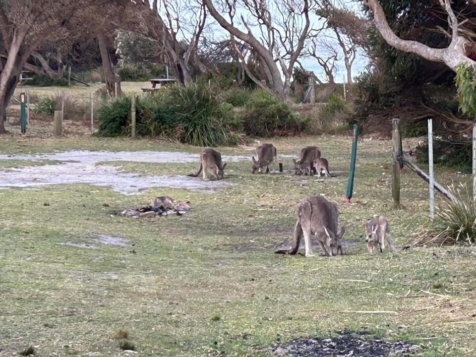 Mimosa Rocks National Park-Tanja必去景点