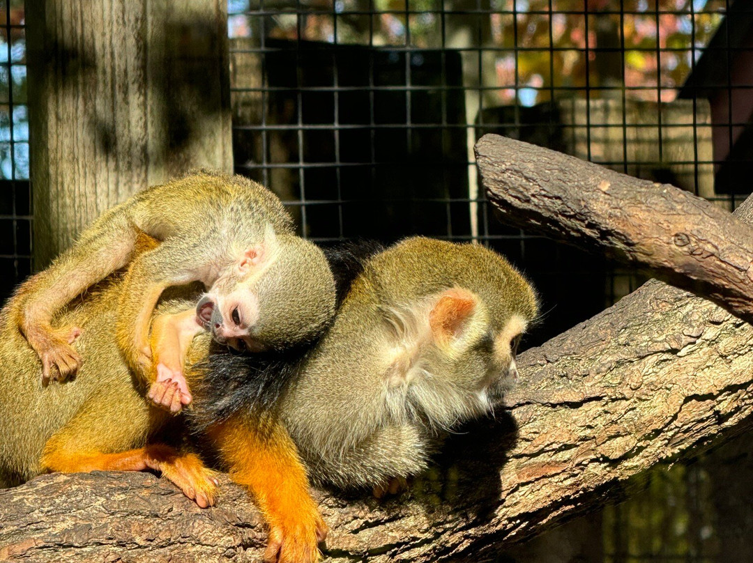 Living Treasures Wild Animal Park-New Castle必去景点