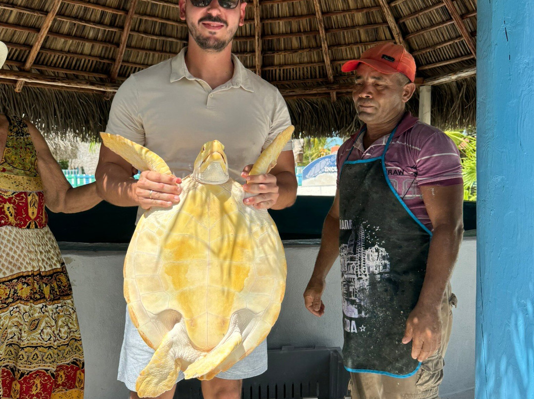 Centro de Rescate de Tortugas Marinas景点图片