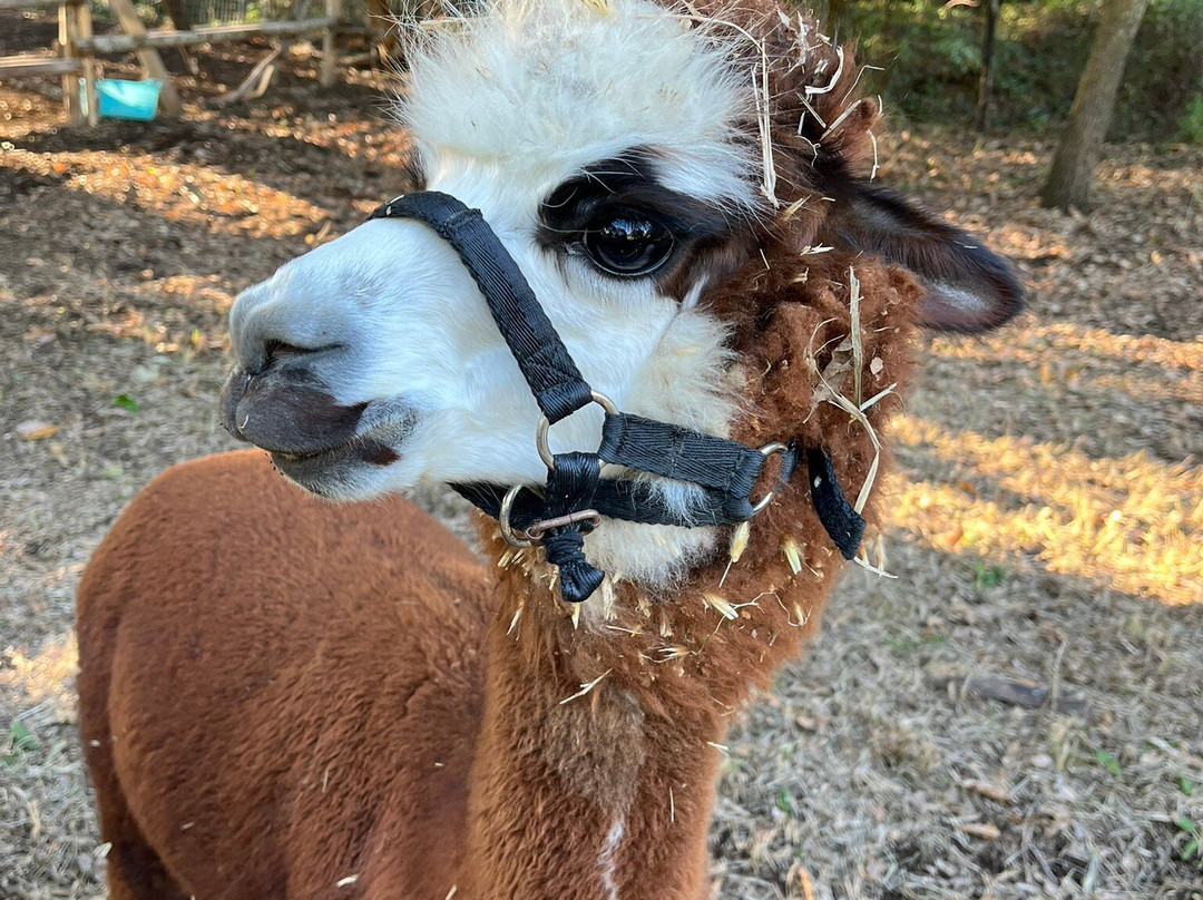 Alpaca Di Roma景点图片