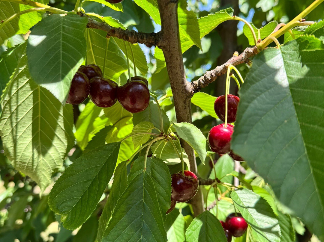Cherryhill Orchards-Wandin East必去景点