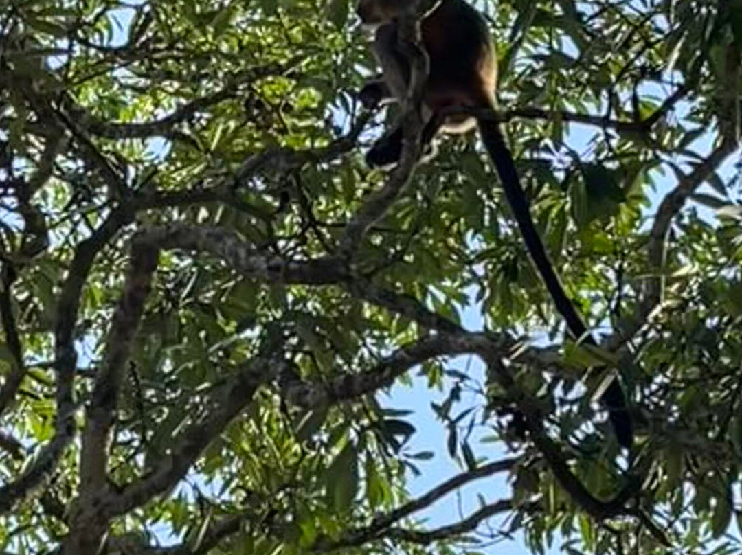 Hoollongapar Gibbon Sanctuary景点图片