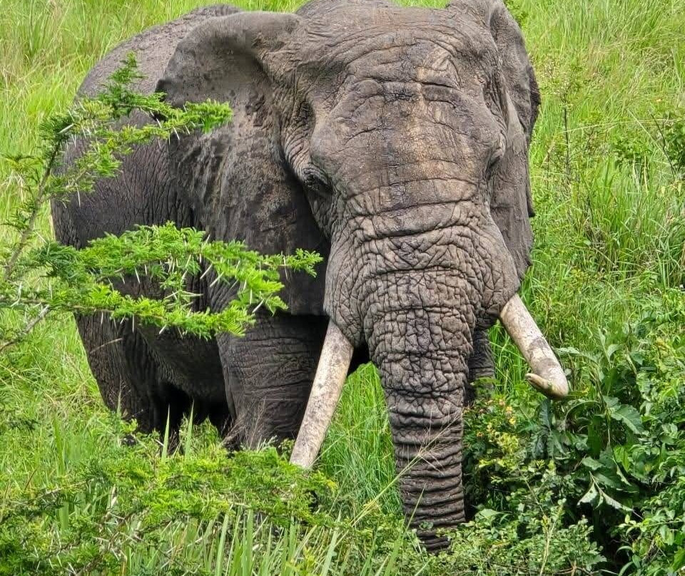 Abigail Safaris Limited-Bukoto必去景点