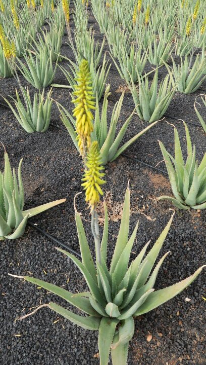 Finca Canarias Aloe Vera景点图片