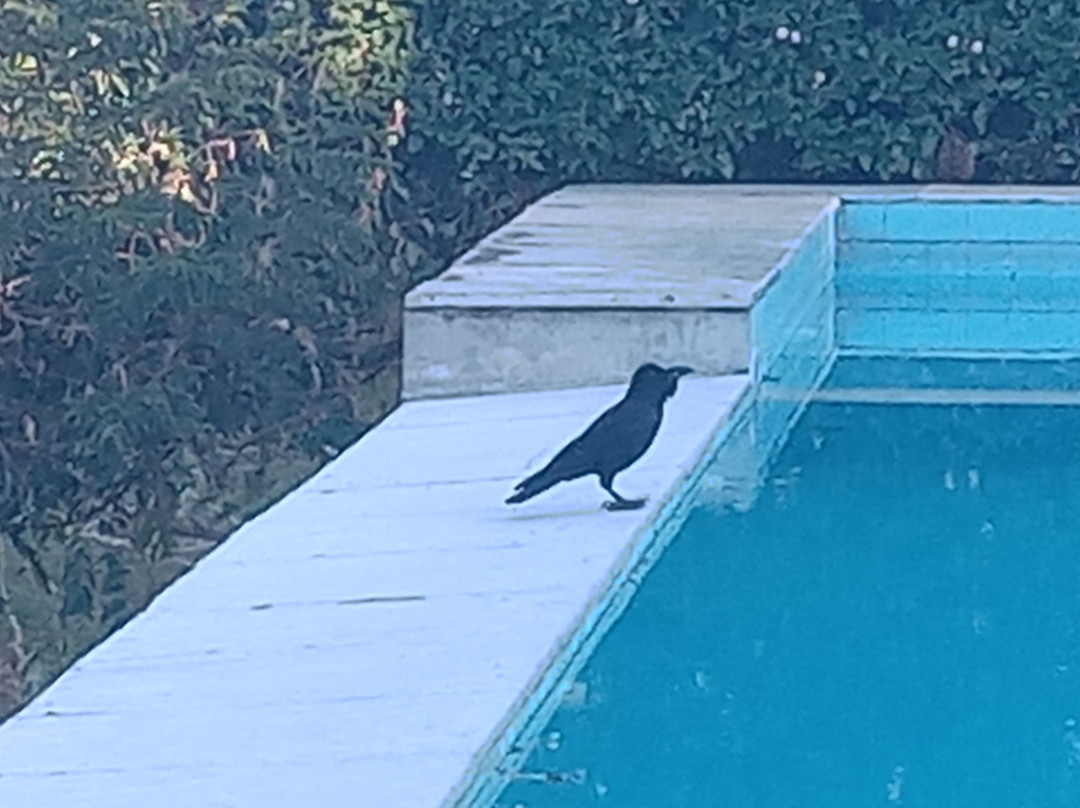 Kavish The Haveli Resort主图