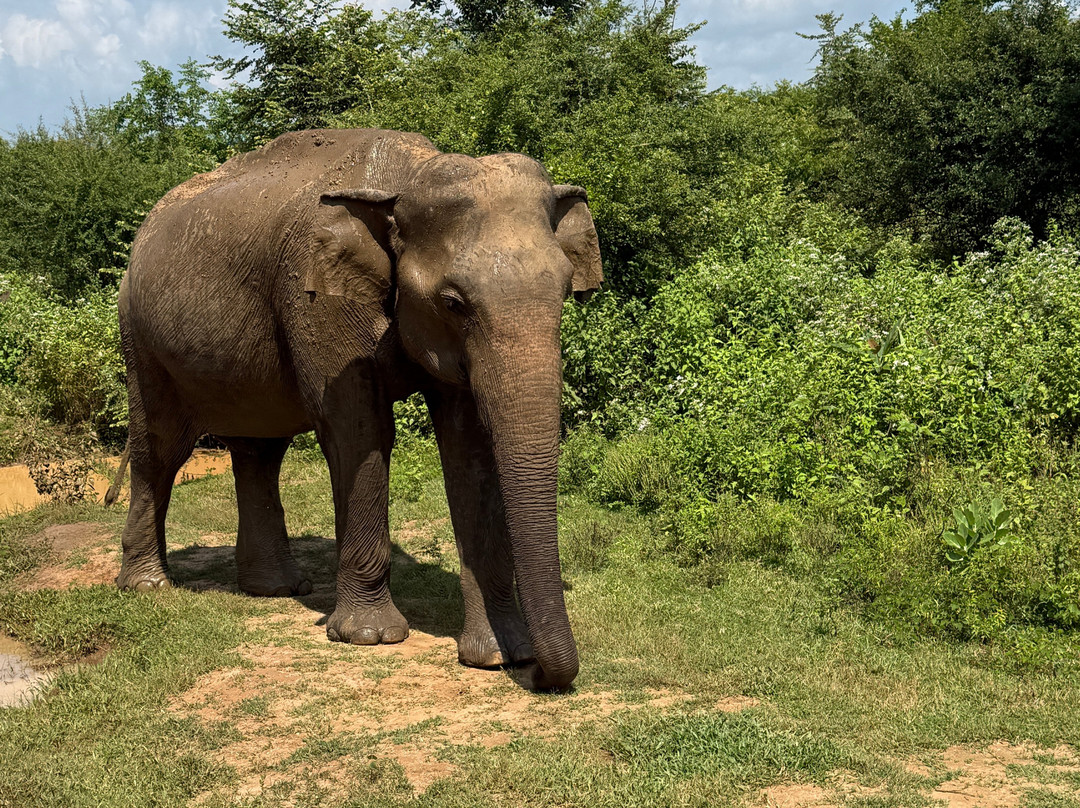 Infinity Safari Udawalwa Sri Lanka-Sevanagala必去景点