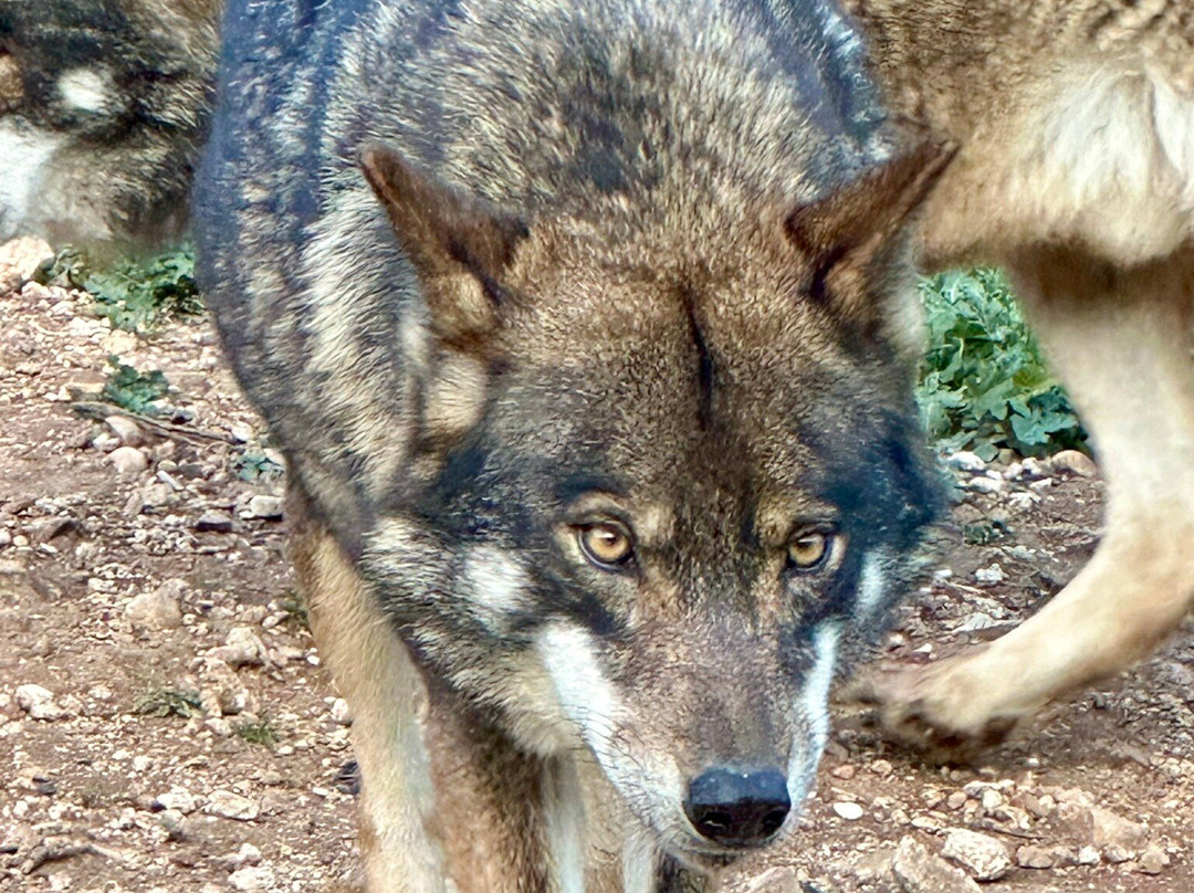 Lobo Park景点图片