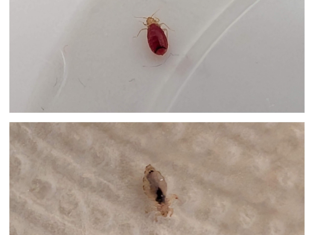 德斯普兰斯贝斯特韦斯特酒店主图