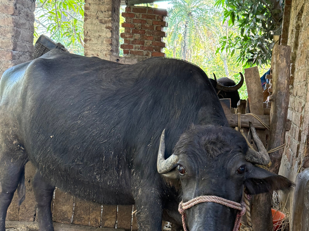 Gurudev Chaya Guest House主图