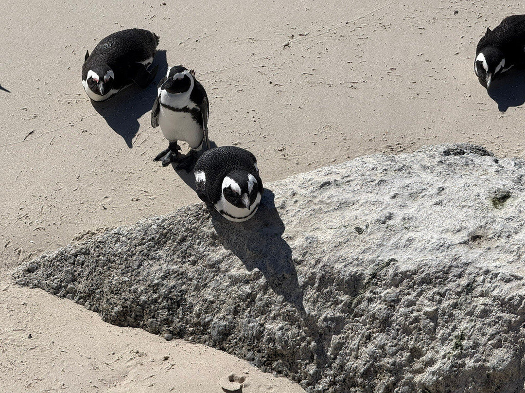 Airport Hopper Tours & Transfers-Rondebosch必去景点