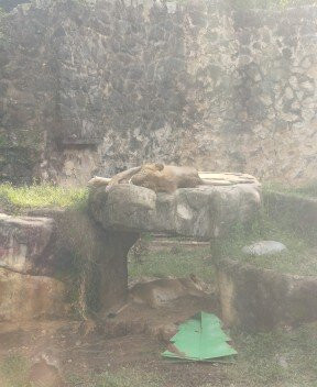 Zoologico de Cali-卡利必去景点