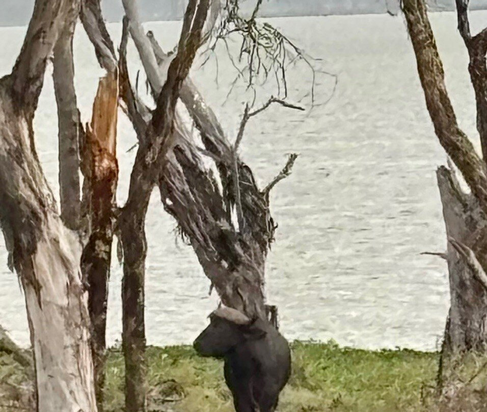 Crescent Island Game Park-奈瓦夏必去景点