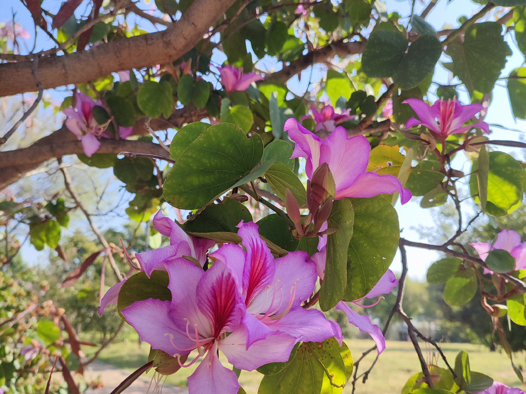Jardín Botánico Universitario Buap景点图片
