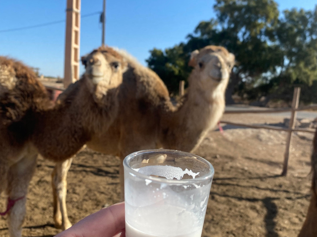 Morocco Private Driver-瓦尔扎扎特必去景点