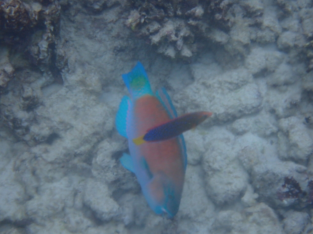 Two Step-库克船长必去景点