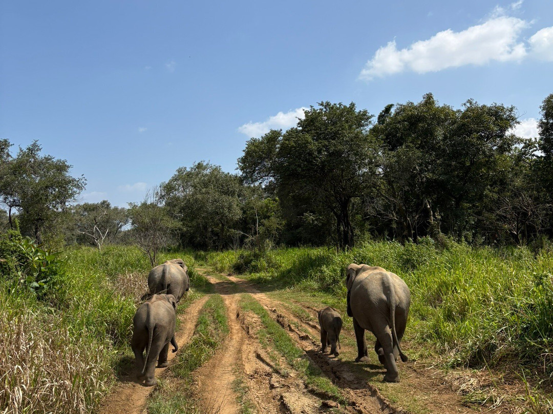 Taxi Sigiriya & Dambulla-锡吉里亚必去景点