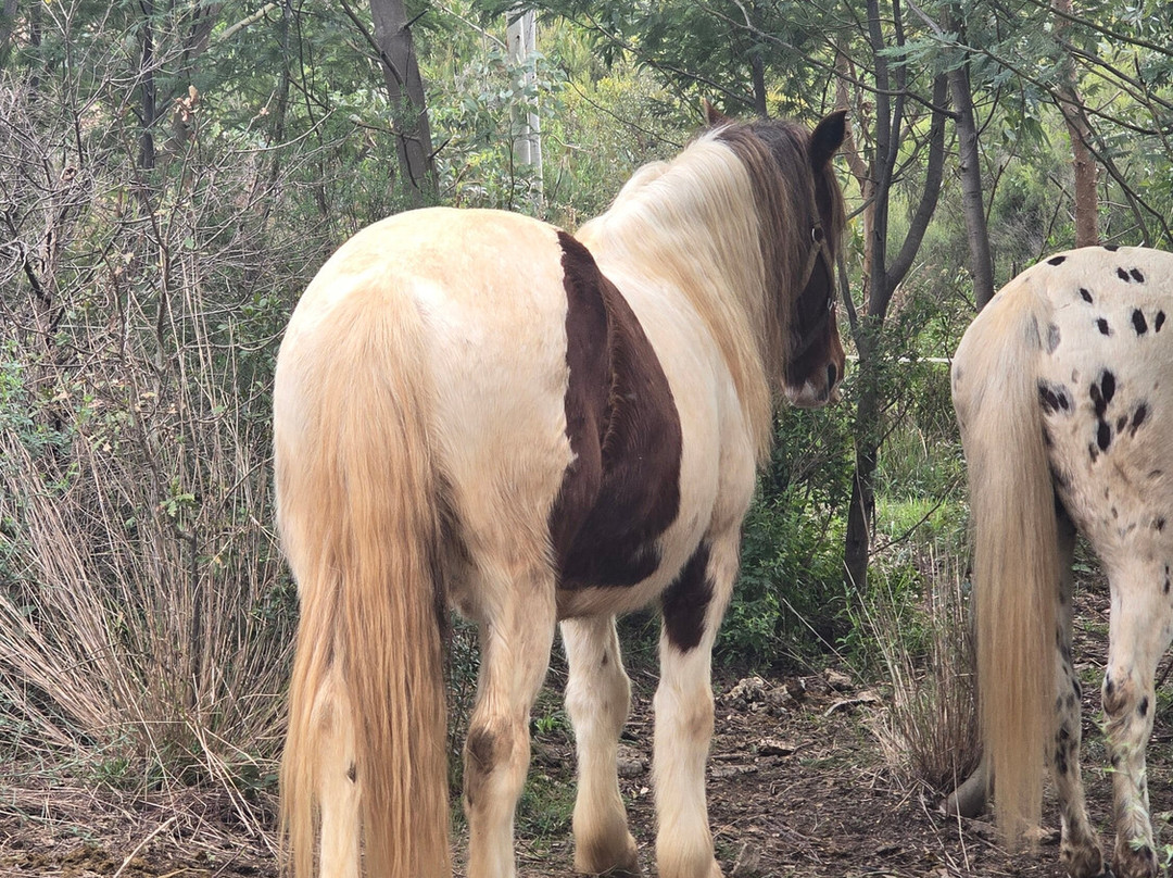 Aventure cheval. Randonnées à cheval景点图片