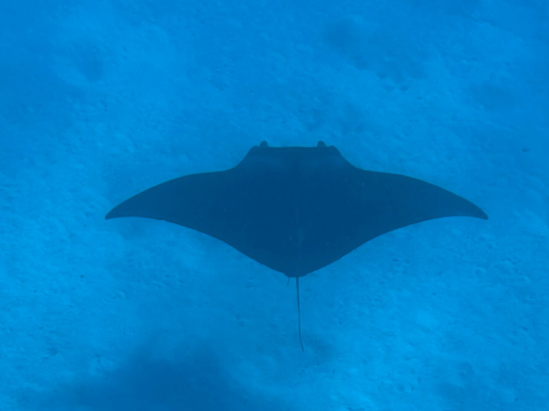 Euro-Divers LUX South Ari Atoll景点图片
