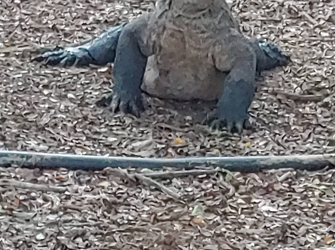 Dream Komodo Tour-Labuan Bajo必去景点