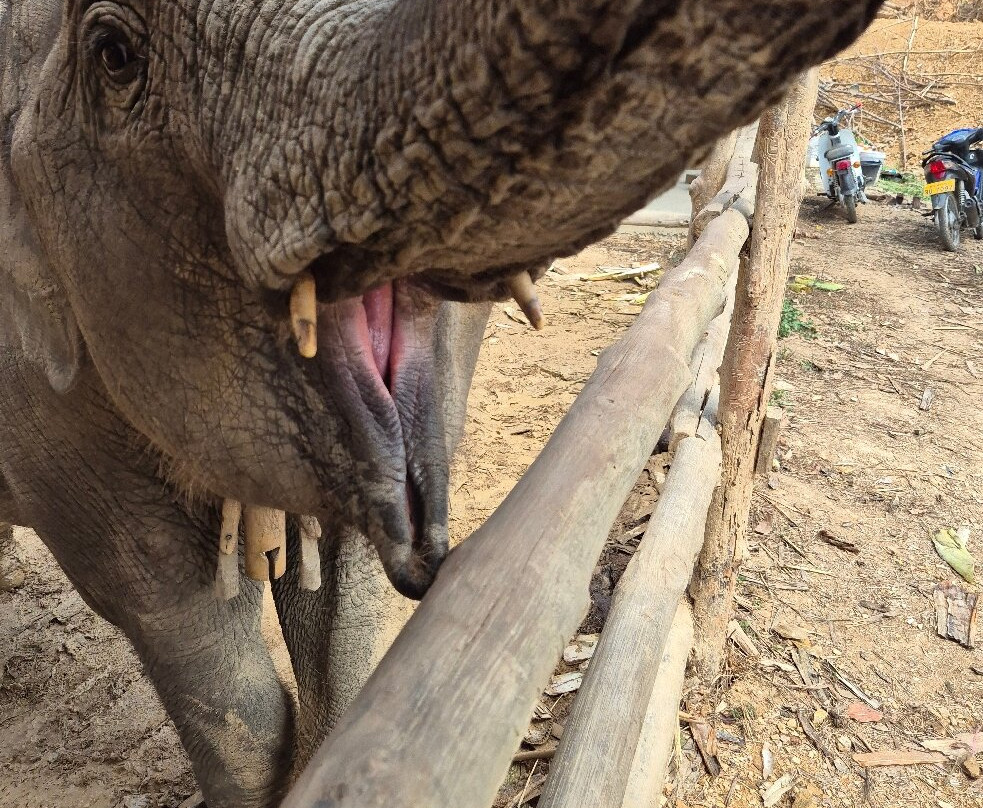 Elephant Village Sanctuary & Resort-琅勃拉邦必去景点