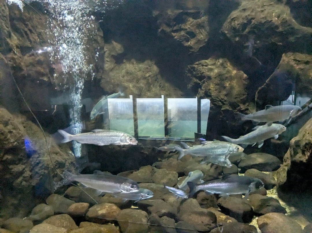 Shibetsu Salmon Park-标津町必去景点