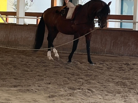 A Escola Portuguesa de Arte Equestre-里斯本必去景点