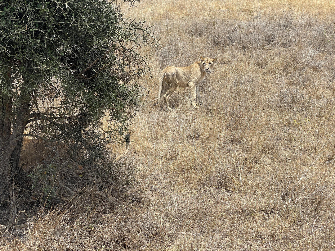 Triptick Travels-内罗毕必去景点