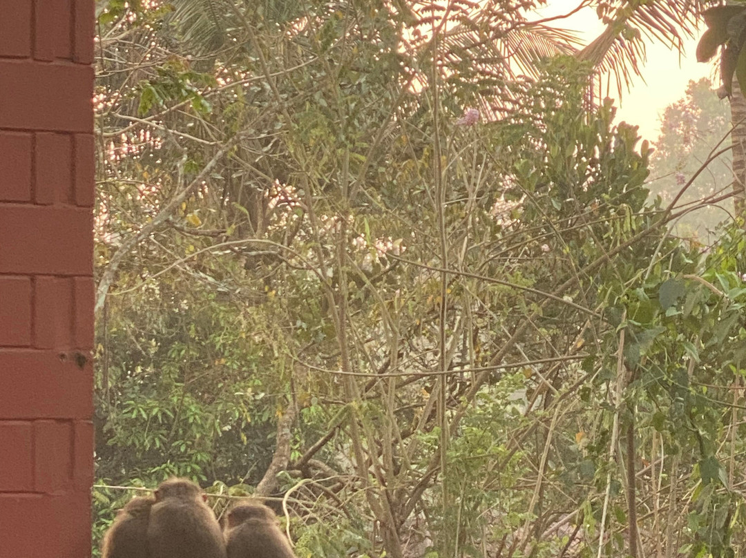 Ayurveda Yoga Villa Group Of Retreat Centres And Hospitals主图