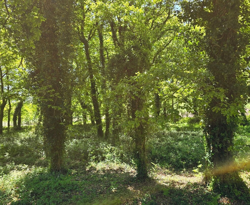 Camiño do Mar主图