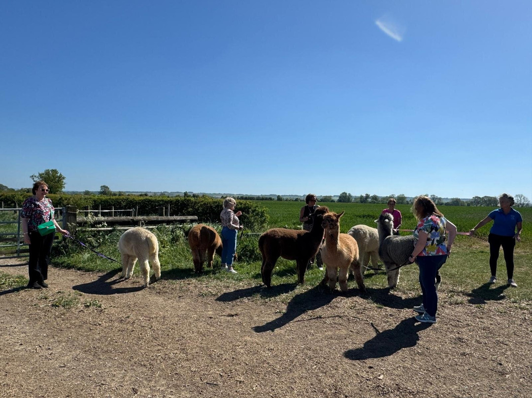 Butterwick Alpaca Retreat and Trekking