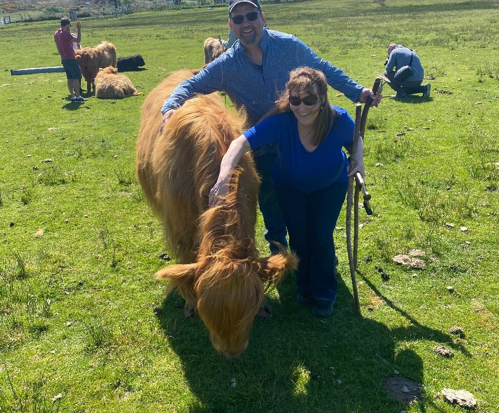 Highland cow tours景点图片