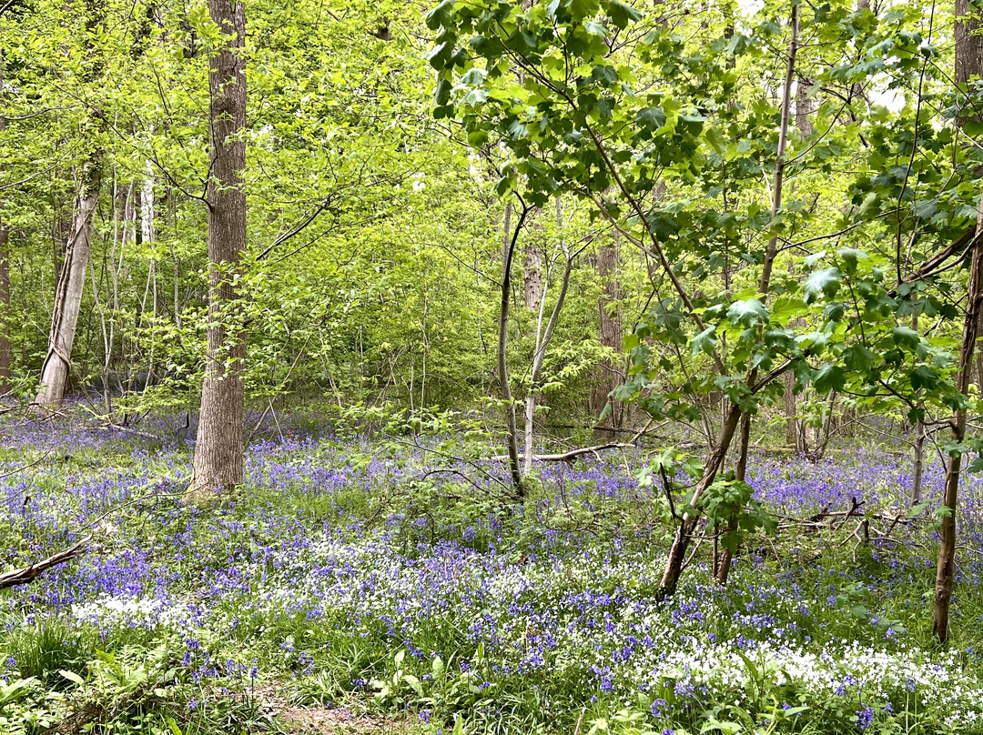 Whippendell Wood景点图片