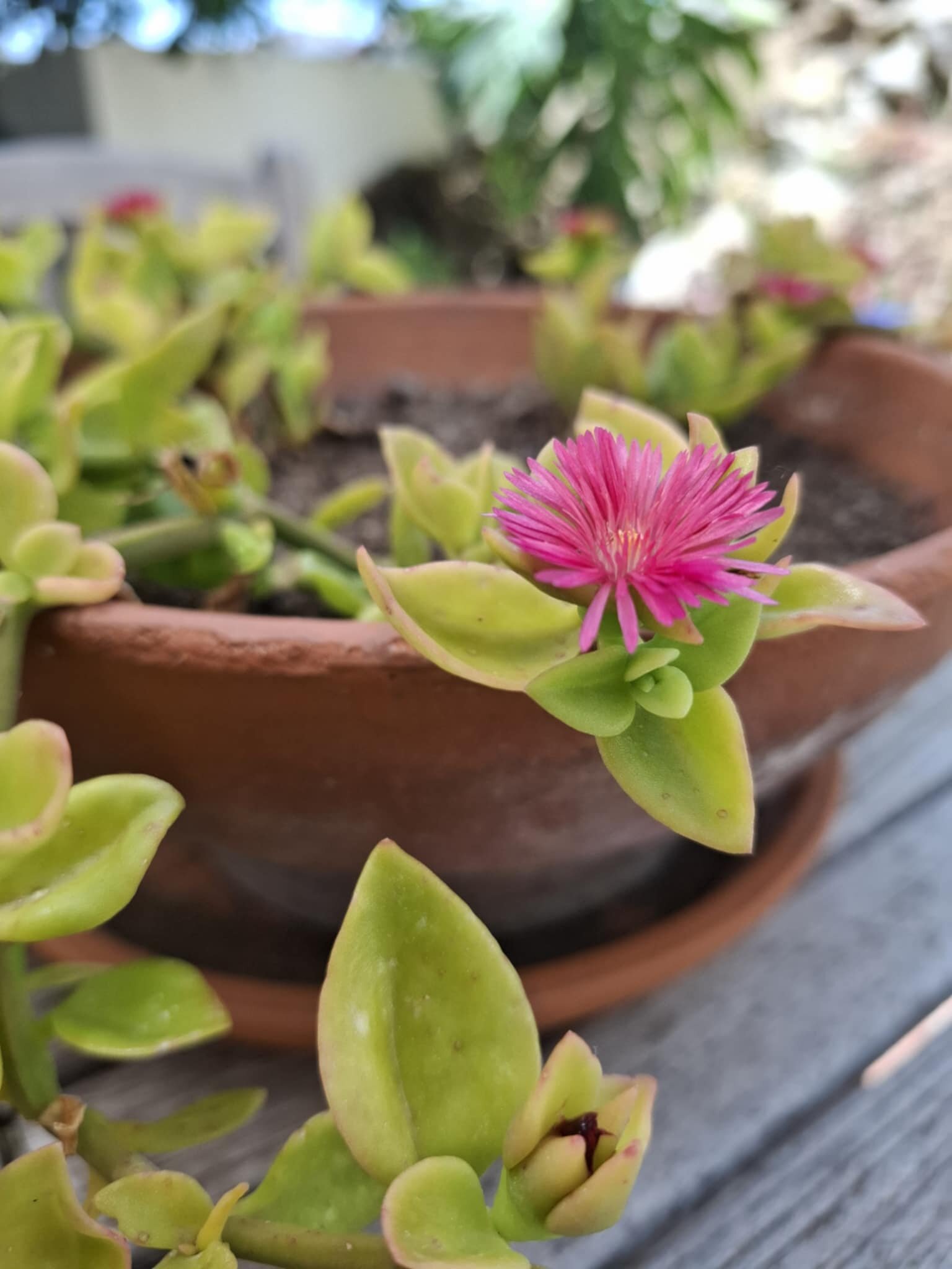 Finca La Vida Loca - Adults Only-浴室