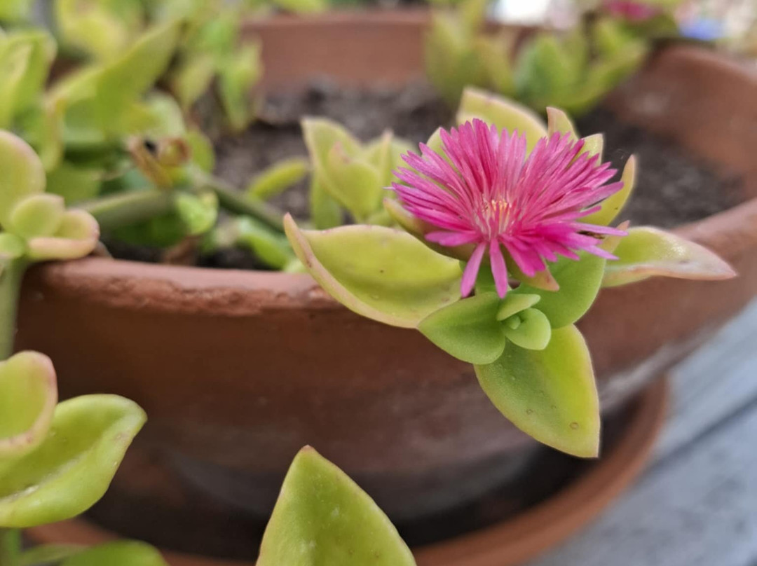 Finca La Vida Loca - Adults Only主图