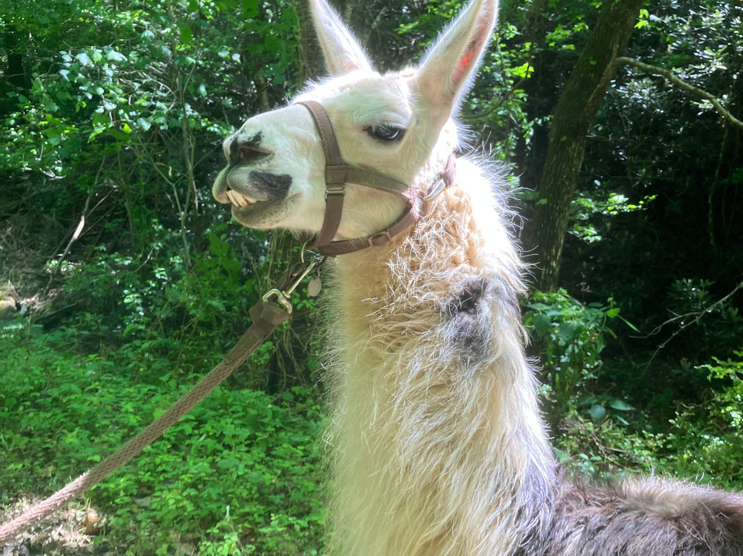 Llamas Of Hot Springs-Hot Springs必去景点