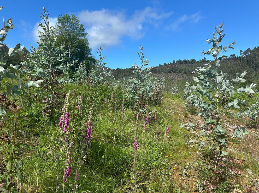 El Castano Dormilon主图