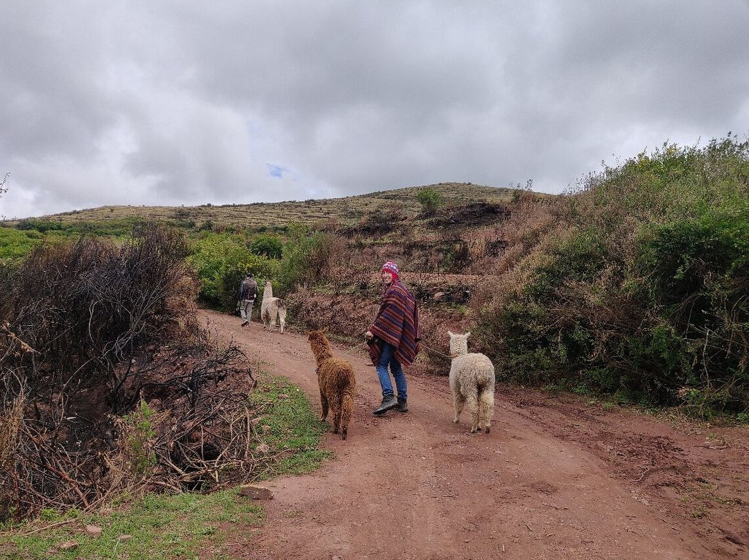 Alpaca Trek Adventures-Chinchero必去景点